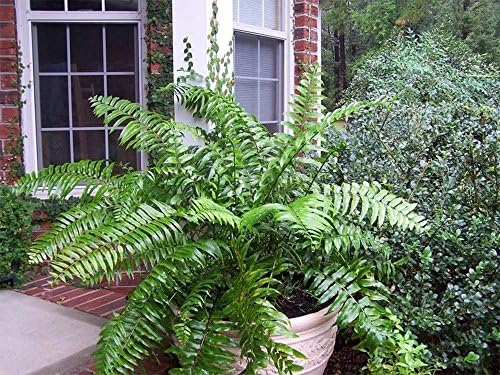 American Plant Exchange Macho Giant Sword Fern Plant – 6-Inch Pot – Live Hardy Air Purifying Fern, Medium Size Indoor/Outdoor Greenery for Home, Patio, or Garden Decor - Image 2