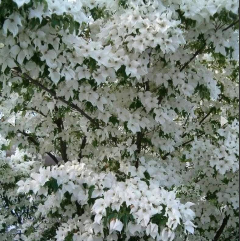 White Dogwood Tree Live Plant 3-4 Ft Tall – Cornus Florida – Huge 4 Inch White Blooms – Outdoor Ornamental Flowering Tree for Yard, Landscaping & Garden – Hardy Deciduous Dogwood - Image 3