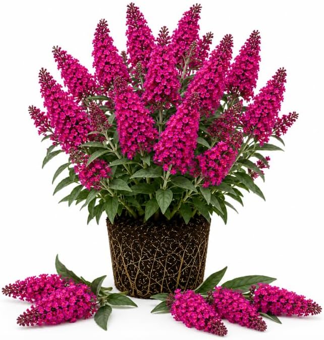 Raspberry Butterfly Bush Live Plant, Raspberry-Pink Blooms Plant, Buddleia Flowering Shrub for Outdoor Home Garden, 4-6 Inch Tall, No Pot by Unknown
