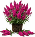 Raspberry Butterfly Bush Live Plant, Raspberry-Pink Blooms Plant, Buddleia Flowering Shrub for Outdoor Home Garden, 4-6 Inch Tall, No Pot by Unknown