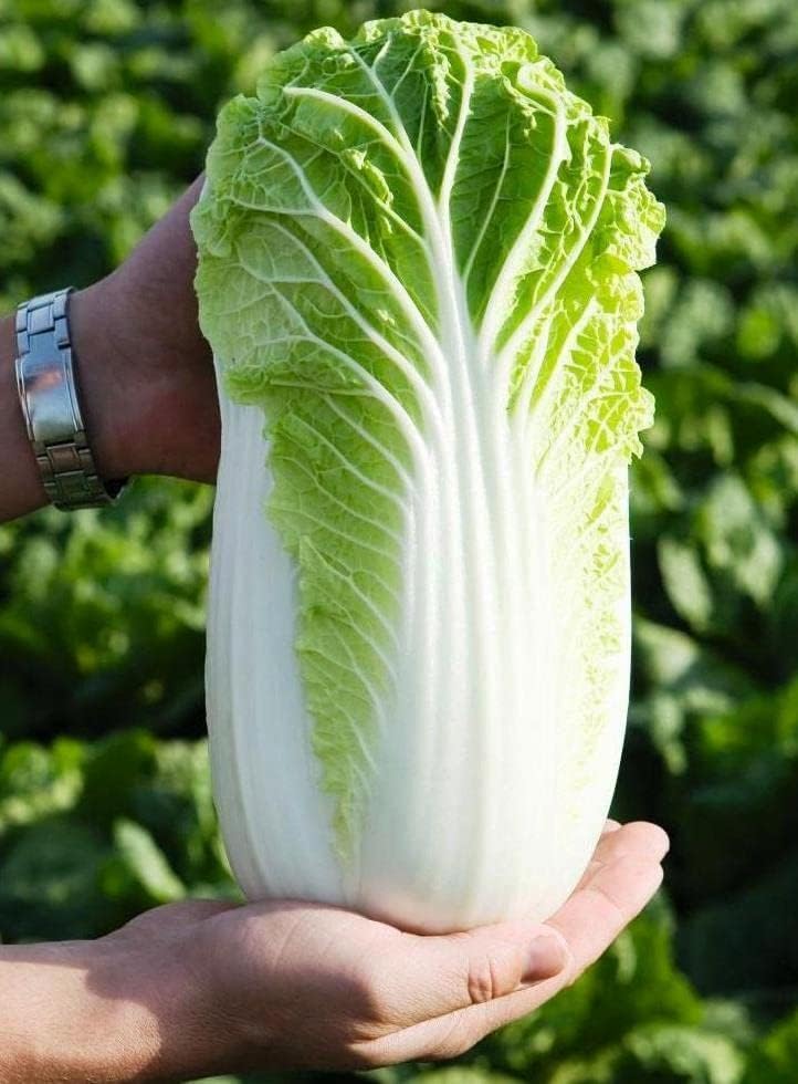 Seeds Vegetable Napa Cabbage Chinese Green - 300 Seeds - Image 5
