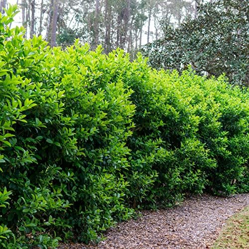 Perfect Plants Sweet Viburnum, 3 Gallon, Fast Privacy Hedge - Image 4