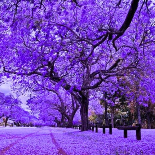 Blue Jacaranda Tree Live Plant, 5-8 Inch Tall, 4 Inch Pot - Image 7