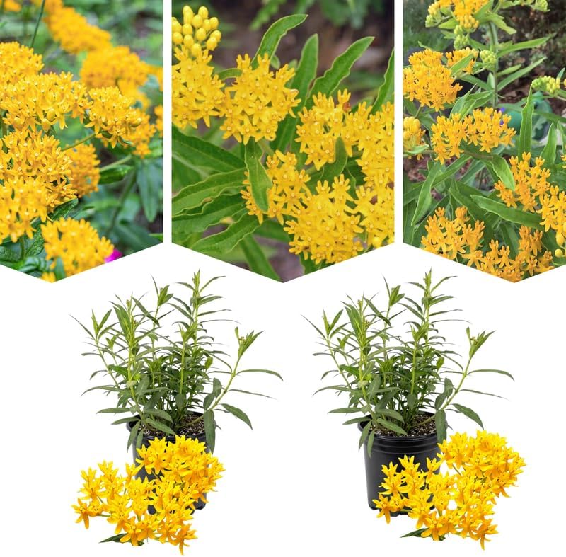 2 Yellow Milkweed Live Plants, 5-9 Inch Tall by PlantsSeedsBulbs