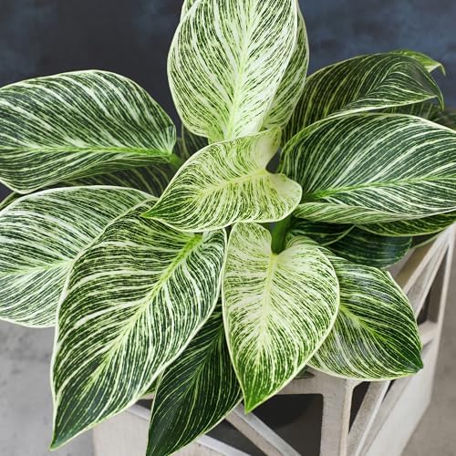 Live Philodendron Birkin Plant, 6 in. Pot, Easy Variegated Indoor Plants - Image 3