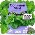 SVI 1900 Common Mint Seeds (Mentha spicata) – Aromatic Mint Seed Packets, Spearmint Leaves Seed Starting – Heirloom Herb Seeds for Outdoor Garden & Indoor Herb Garden Containers, Raised Beds by SVI