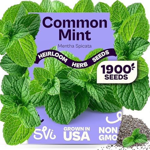 SVI 1900 Common Mint Seeds (Mentha spicata) – Aromatic Mint Seed Packets, Spearmint Leaves Seed Starting – Heirloom Herb Seeds for Outdoor Garden & Indoor Herb Garden Containers, Raised Beds by SVI