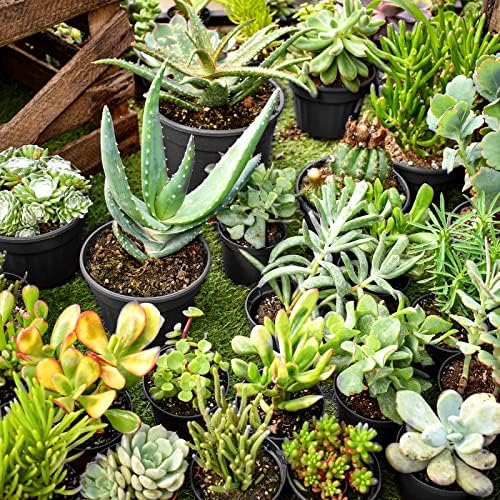 RAOOKIF 100 Pack Nursery Pots, 4 5 6 Inch Nursery Pot for Plants, Plastic Plant Pots with Drainage Holes, Garden Flower Pots for Transplanting, Succulents, Cuttings, Seedlings(5inch,100pcs) - Image 7