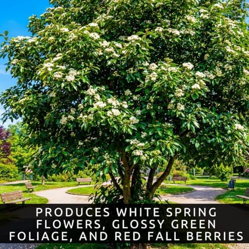 Washington Hawthorn Trees Live – Crataegus phaenopyrum – Ornamental Trees with Red Berries – Hardy Landscape Tree's for Outdoor Planting (2 Trees) - Image 2