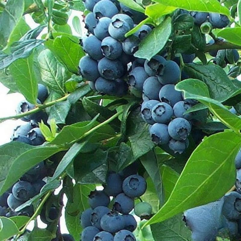 2 Highbush Blueberry Bushes Plants Live, Fruit Tree Seedling, 4-7 Inch Tall - Image 3