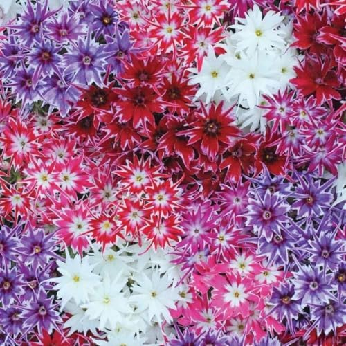 Creeping Phlox Moss Seeds, 800+, Non-GMO, Drought Tolerant, Hardy Perennial Ground Cover for Rockery and Walkway Edging by BuggyBeds