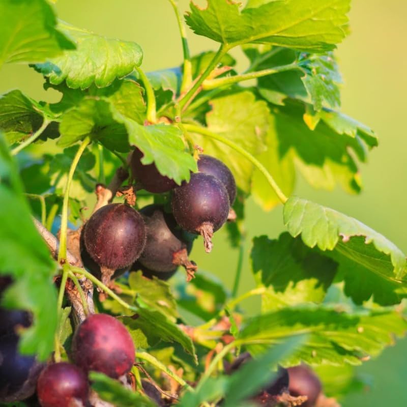 Jeanne Gooseberry Plant Live, Home Garden Berry Bush, 5-9 Inch Tall - Image 6
