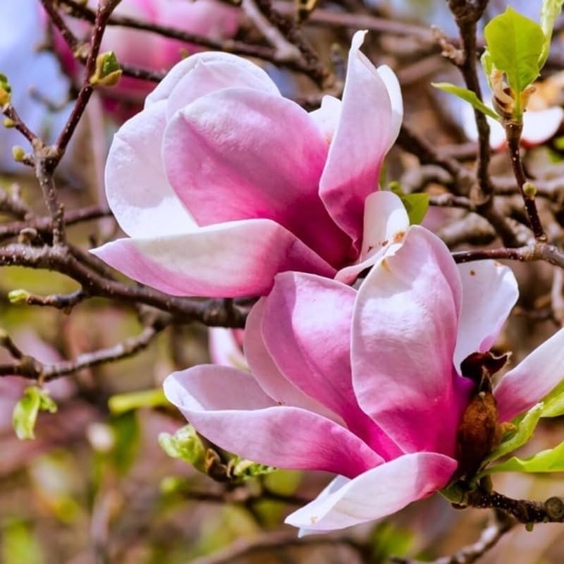 Jane Magnolia Flower Tree, Hardy Ornamental Flowering Plant, Gallon Pot - Image 5