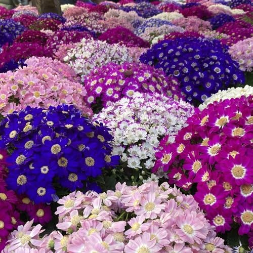1100+ Cineraria Flower Seeds for Planting - Captivating Garden Blooms Non GMO Heirloom Garden, Indoor Pots and Shade Gardens - Image 3