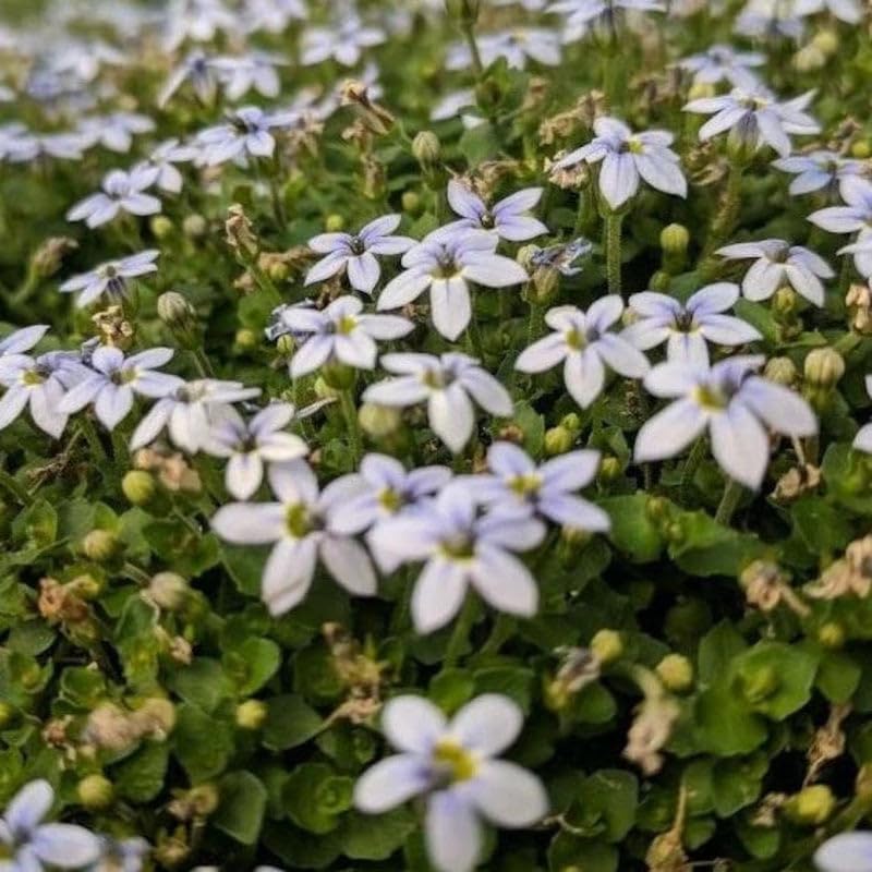 Laurentia Fluviatilis ‘Blue Star Creeper’ – Low-Growing Ground Cover with Soft Blue Flowers, Carpet-Forming Perennial for Pathways & Garden Beds (3.5" Pots/Flats of 18) by PixiesGardens