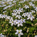 Laurentia Fluviatilis ‘Blue Star Creeper’ – Low-Growing Ground Cover with Soft Blue Flowers, Carpet-Forming Perennial for Pathways & Garden Beds (3.5" Pots/Flats of 18) by PixiesGardens