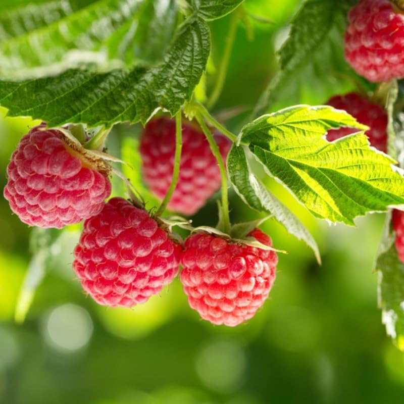 2 Caroline Red Raspberry Plants Live, Berry Fruit Tree Outdoor, 5-10" Tall - Image 3
