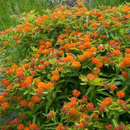 Butterfly Milkweed Live Plants, 4-8 Inches Tall, 4 Inch Pots, Set of 2 - Image 4