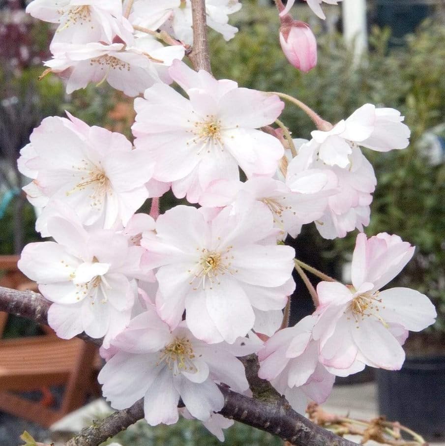 Pack of 2 Weeping Cherry Trees Live Plant Cherry Blossom Tree, Ornamental Tree White Blooms, 6-12" Tall in Small Pot - Image 4