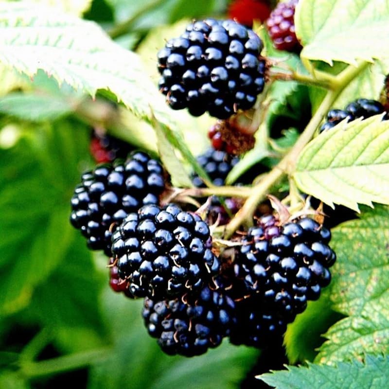 2 Chester BlackBerry Plants Live, Thornless Fruit Berry Tree, 5-8" Tall - Image 3