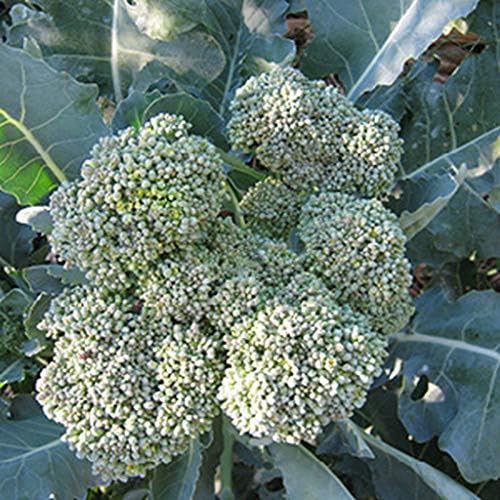 Gaea's Blessing Seeds - Broccoli Seeds - Waltham 29 - Non-GMO with Easy to Follow Instructions Open Pollinated, 94% Germination Rate - Image 3
