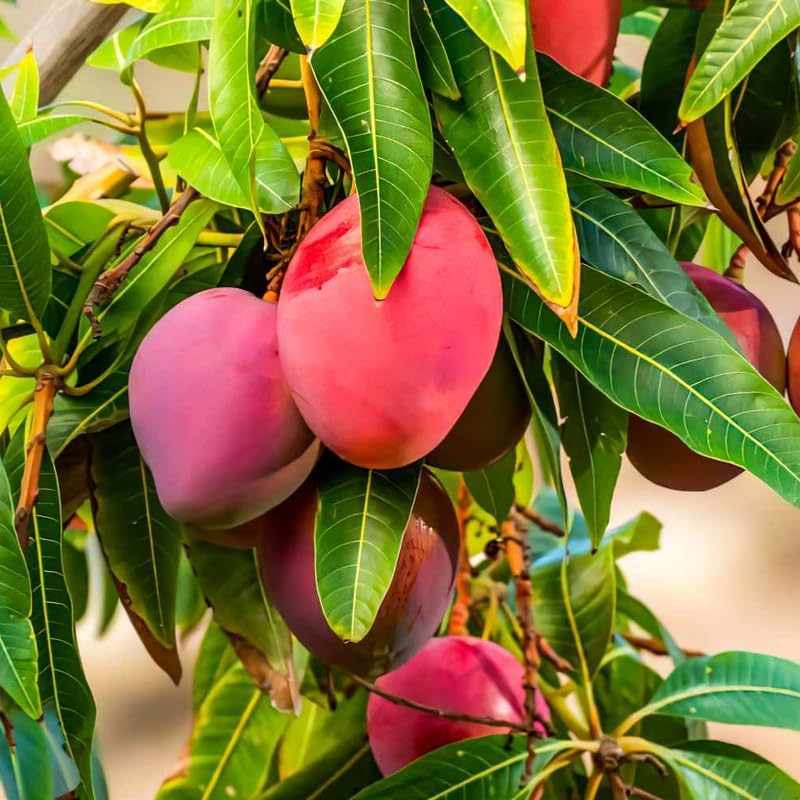 Dwarf Mango Tree Live Plant, Tropical Fruit, 3 Gallon Pot - Image 2