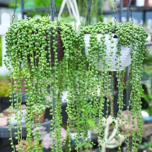 Sprout N Green 4" String of Pearls, Live Trailing Succulent - Image 2
