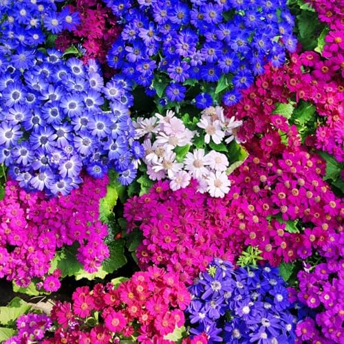1100+ Cineraria Flower Seeds for Planting - Captivating Garden Blooms Non GMO Heirloom Garden, Indoor Pots and Shade Gardens - Image 5