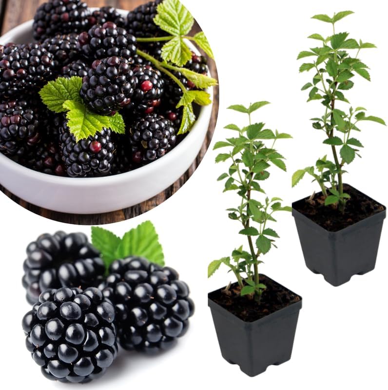 2 Navaho BlackBerry Plants Live, Backyard Berry Plant, 4-6 Inch Tall by Unknown