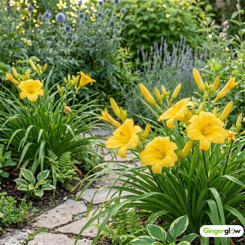 6 Yellow Daylily Plant Bare Roots Fans, Long-Lasting Daylilies, Fast Growing Perennial Flowers for Borders, Containers, and Landscaping - Image 6