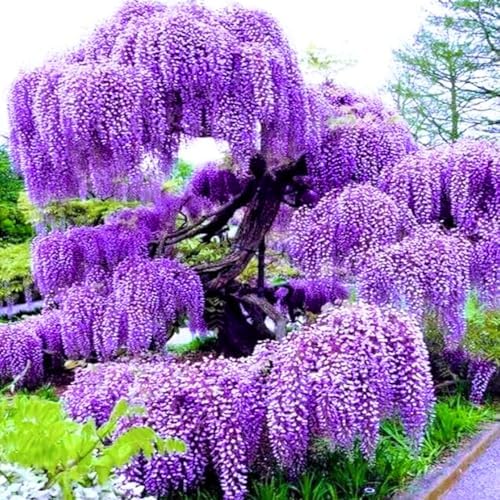 3 Purple Wisteria Live Trees, Climbing Vine Plant, 6-12 Inch Tall - Image 2