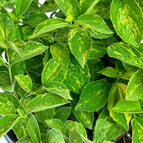 Proven Winners Illuminati Sparks Mockorange, Live Flowering Shrub, 3 Gallon - Image 5