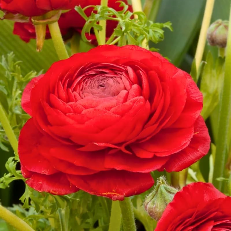 25 Red Ranunculus Bulbs to Plant, Spring Planting Flower Bulbs by TANKDA