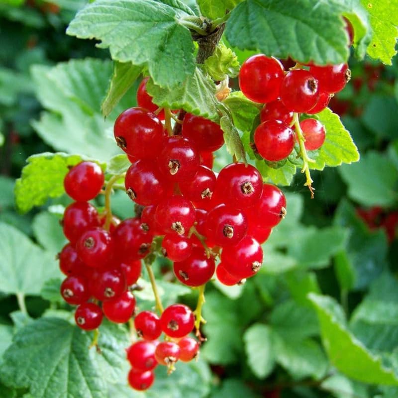 Red Currant Bush Live Plant, Cold Hardy Berry Bush Shrub, 5-9 Inch Tall - Image 6