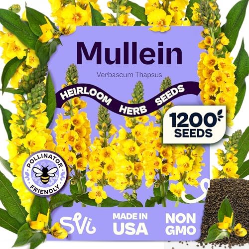 SVI 1200 Mullein Seeds for Planting (Verbascum thapsus) - Great Mullein, Heirloom Non GMO Herbs, 4-6 ft Spikes - Medicinal Herb Seeds for Flower and Herb Garden by SVI
