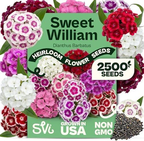 SVI 2500 Mix Sweet William Seeds (Dianthus barbatus) – Fragrant Sweet William Seed Packets Bulk – Heirloom Seed Mix, Non-GMO Perennial Flower Seeds Outdoor Flower Garden Beds & Indoor Garden by SVI