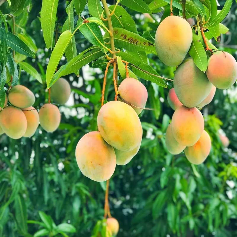 Sweet Mango Tree Live Plant, Tropical Fruit, 3 Gallon Pot - Image 2