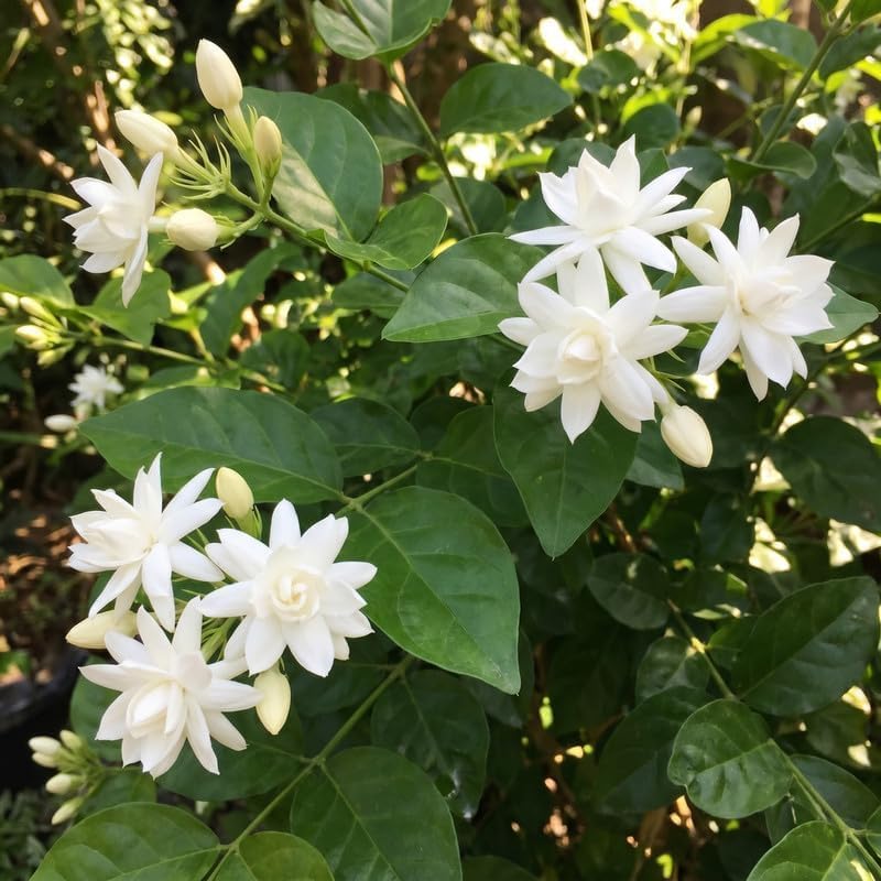 Belle of India Jasmine Vine Live Plant, Patio Container Flower, 4-7 Inches - Image 2