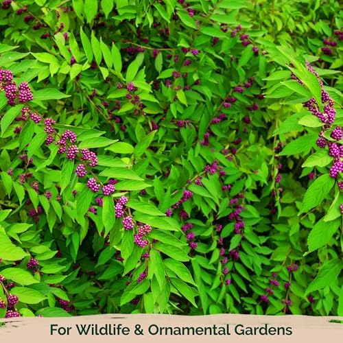 KVITER 30 American Beautyberry Seeds for Planting (Callicarpa Americana) – Beauty Berry Plant Heirloom Seeds, Purple Berries – Fast Growing Shrubs for Privacy, Flower Garden & Patio - Image 6