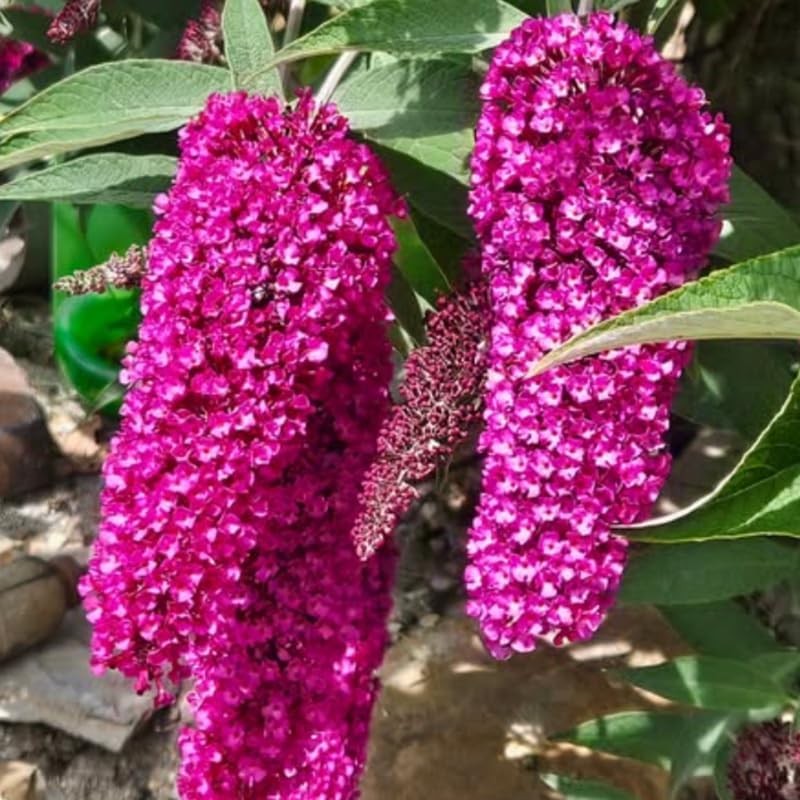 Raspberry Butterfly Bush Live Plant, 5-10 Inch Tall - Image 2