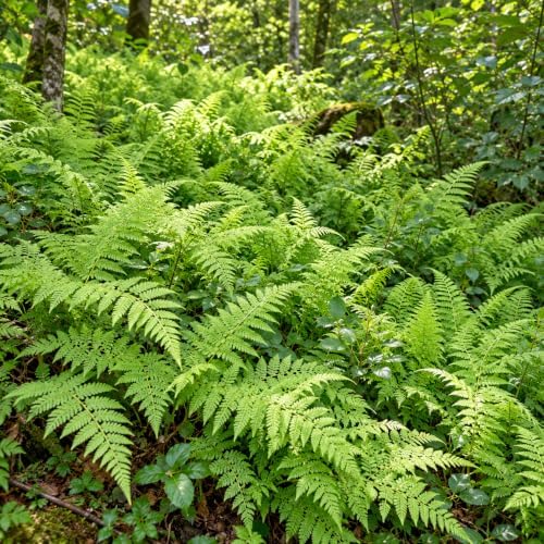 5 Hay Scented Fern Plants, Live Perennial Fern Bare Root Starters, Tall Decorative Greenery for Shaded Backyard and Garden Rows - Image 6