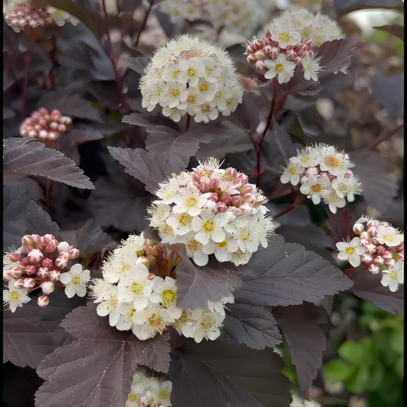 Live Ninebark Shrub Plant, 12-18" Tall in 2.5" Pot, Easy to Grow, Resilient Flowering Foliage for Garden Rows and Landscapes - Image 2