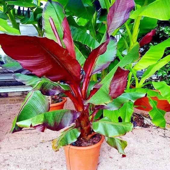 Red Abyssinian Banana (Ensete Maurelii) 5-9" Live Plant - Giant Red Leaf Ornamental Tree - Fast Growing Tropical Focal Point - Huge Container Accent - Image 5