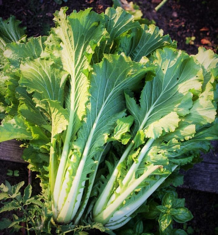 Michihili Chinese Cabbage Seeds - 1000+ Count & 1000+ Yong Napa Cabbage - for 2026 Planting Asian Chinese Greens Leafy Napa Spinach Vegetable Bok Choy Garden Heirloom Grow Your Own by TomorrowSeeds