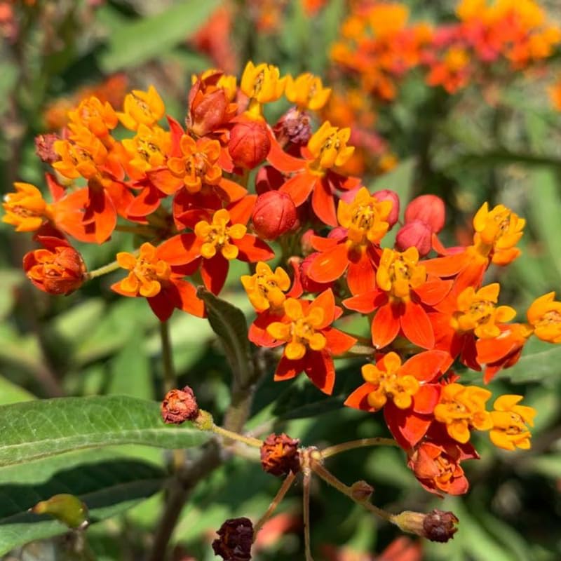 Set 2 Tropical Butterfly Milkweed Plants, 4-8" Tall Live Milkweed Plants - Image 2