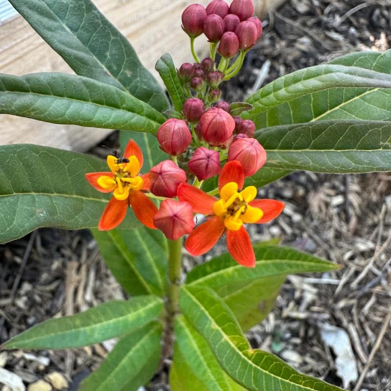 2 Red Milkweed Live Plants, 4–6 Inches Tall, Tropical Flowering Plant - Image 5