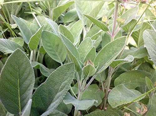 Herb Seed Garden Collection 6, Heirloom, Non GMO, Seeds, 6 Top Seeds Types, Country Creek Acres - Image 4