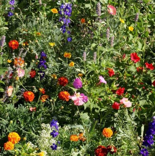 Outsidepride Deer Proof Wildflower Seed Mix - 5 lbs. Colorful Blend of Easy to Grow, Drought-Tolerant Annual & Perennial Wildflower Seeds for a Deer-Free,Vibrant Meadow & Pollinator-Friendly Garden - Image 2
