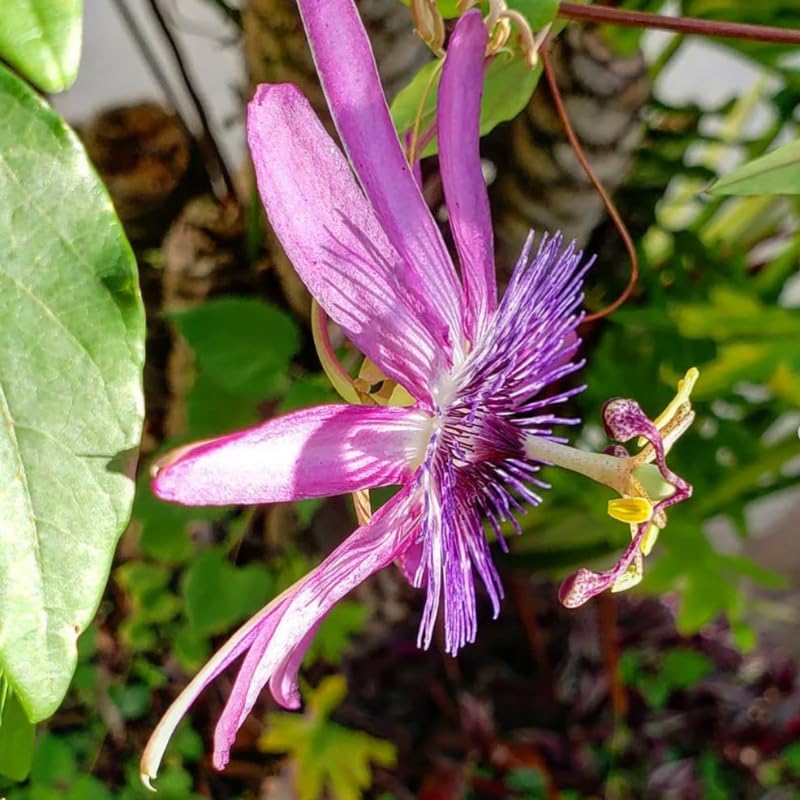 2 Lavender Passion Flower Live Plants, Passiflora Vine to Grow 5-7" Tall - Image 5