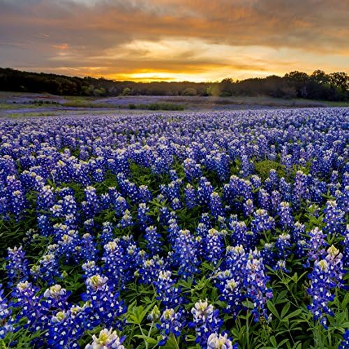 Outsidepride Texas Bluebonnet Seeds - 500 Pcs Annual Lupinus Texensis, Heirloom Quality, Drought-Tolerant Wildflower Seeds w/Blue Blooms for Vibrant Spring Displays, Landscape, & Attracts Pollinators - Image 6